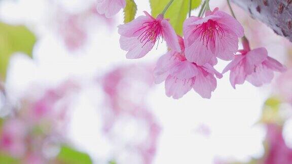樱花盛开着美丽的粉红色