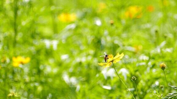 夏季工蜂采花粉的慢镜头