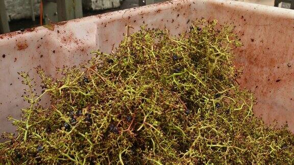 在捣碎机里一串串葡萄的空茎落在一个容器里