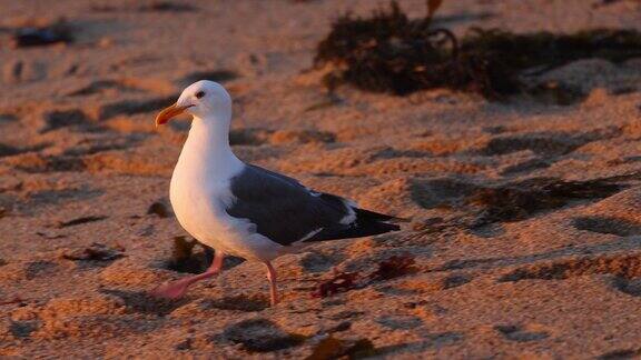 日落时分沙滩上的海鸥