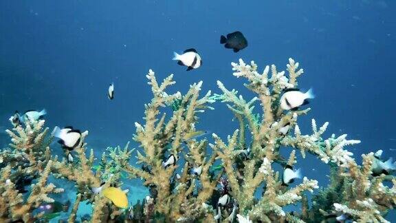 云雾小热带鱼用珊瑚保护自己