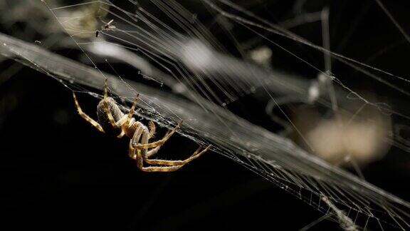 饥饿的蜘蛛准备狩猎的特写在晚上等待它的受害者