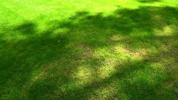 美丽的绿草和阳光透过树木