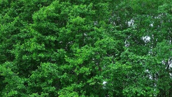 自然背景绿叶墙大树与树叶的背景绿叶纹理框架干净的环境招聘生物植物产品广告有机自然概念树上的风