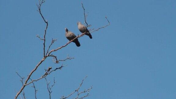 鸽子在树枝上盘旋求偶求偶