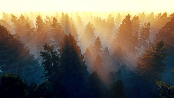 航拍下晨雾缭绕的森林