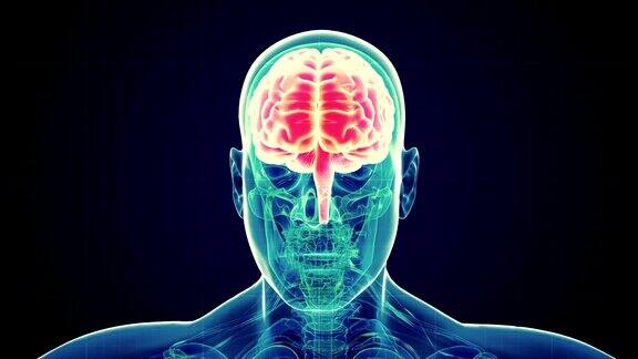 人类男性大脑扫描