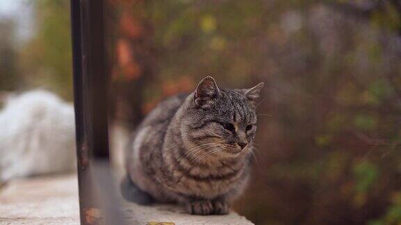 一只灰色的流浪猫在敖德萨公园外面吃东西