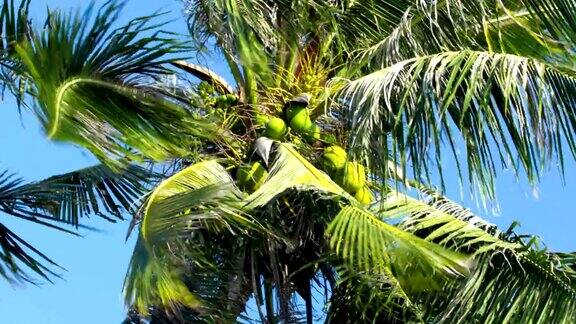 低角度的绿色椰子在棕榈叶中被风摇动