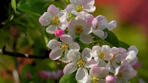 盛开的树上美丽的粉红色花朵
