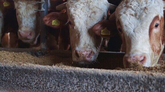 农场中的奶牛在吃草