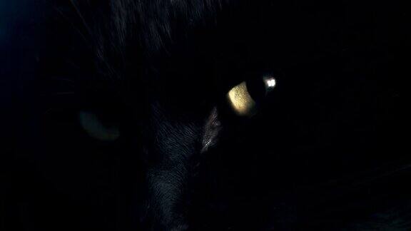 HD:黑猫的眼睛