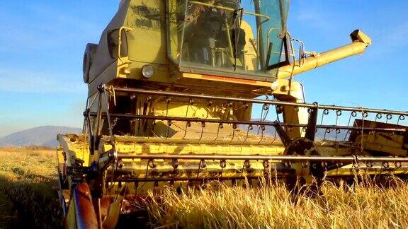 美国爱达荷州联合收割机收割稻谷的场景