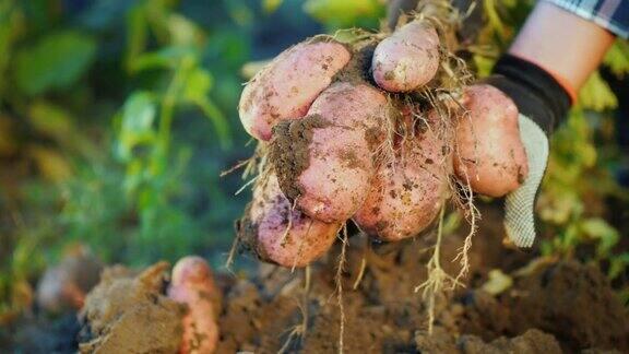 从地里挖出一丛马铃薯农产品