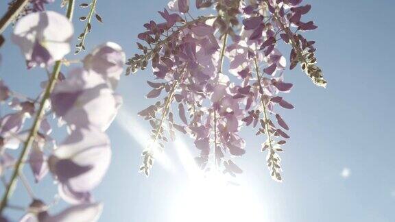 慢镜头特写DOF:美丽的紫藤花盛开在阳光明媚的夏天