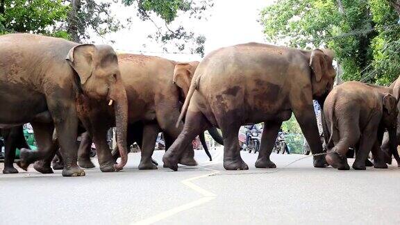 大象正在过马路