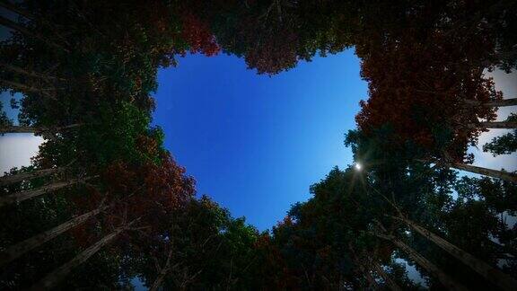 秋日里透过一颗心的树时间流逝的日出4K