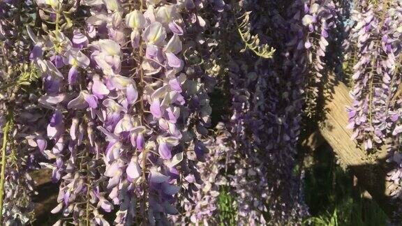 蜜蜂为紫藤花授粉