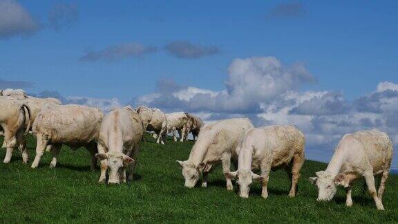 一群夏洛来奶牛在牧场上吃草