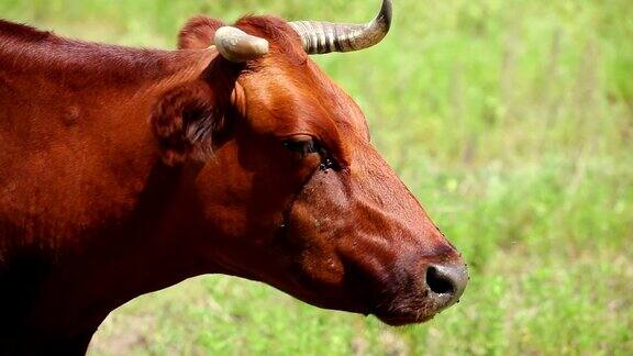 在一个阳光明媚的日子里牛在田野里吃草