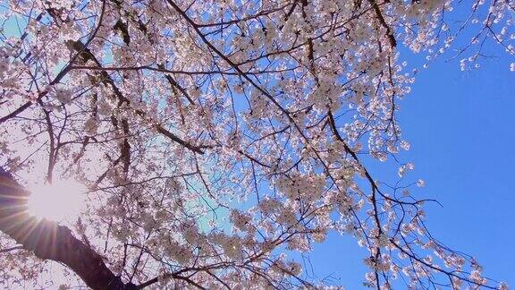 仰望盛开的樱花树在蓝天的背景和背光的阳光中随风摇曳这是日本春天的景象