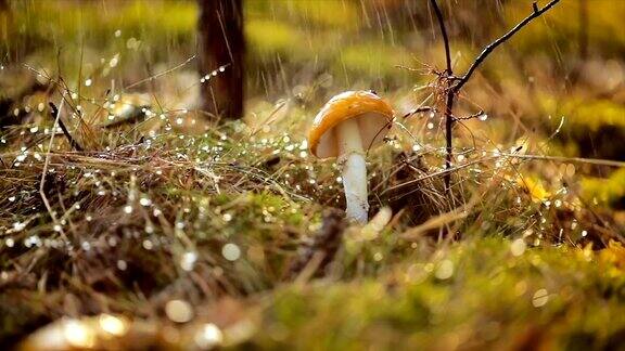 白毒伞飞木耳蘑菇在阳光明媚的雨中