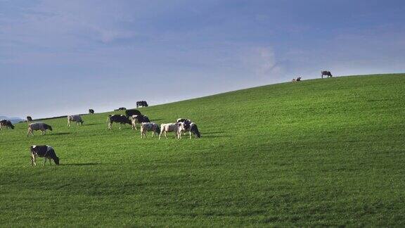 小牛群在田野的山坡上吃草