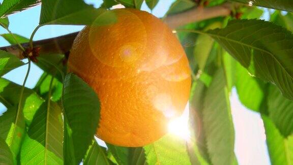一缕阳光穿过橘子的树枝
