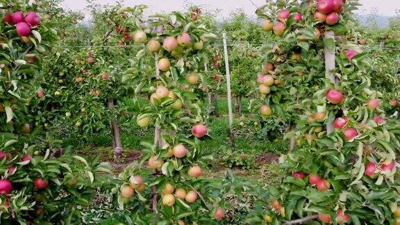 一架雄蜂飞过摘着成熟苹果的苹果园