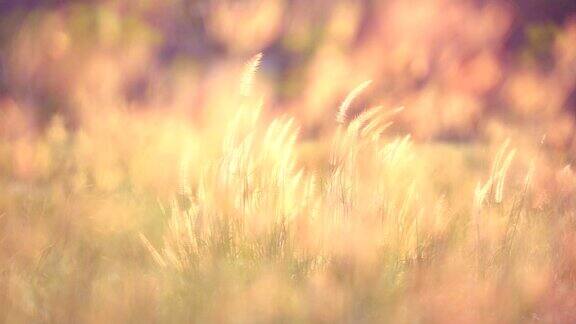 慢镜头风吹草地和美丽的日落