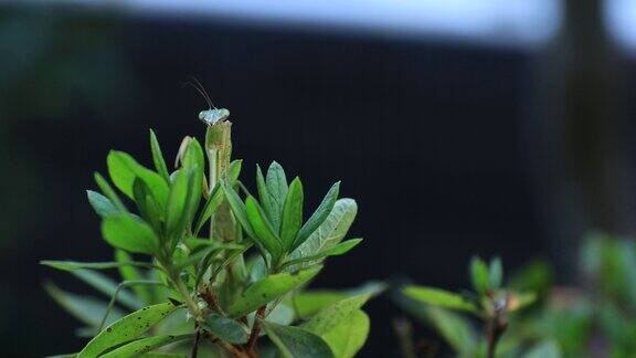 一只绿叶螳螂白天的特写