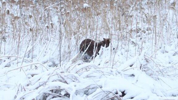 狗在雪地上慢镜头奔跑
