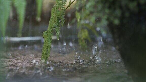 雨水带着葱翠的蕨类植物落在水面上