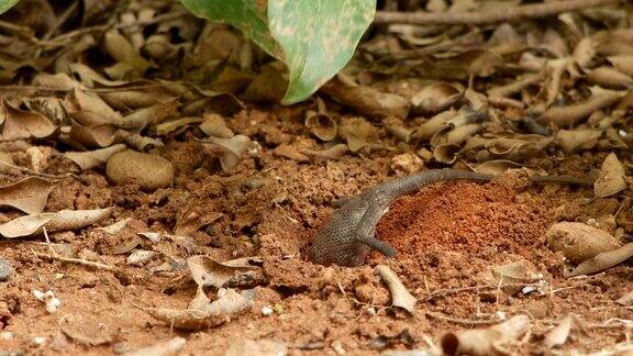 棕色蜥蜴在挖土产卵