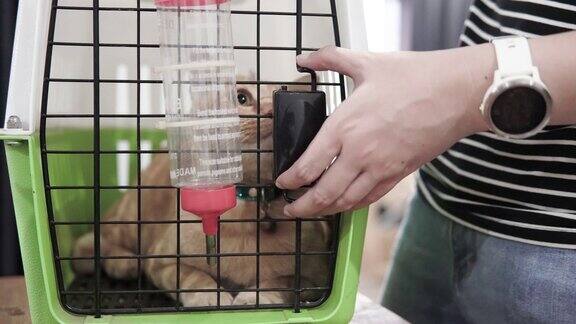 一位亚洲妇女收养了一只猫到新家