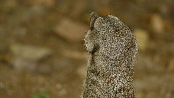 野生suricate