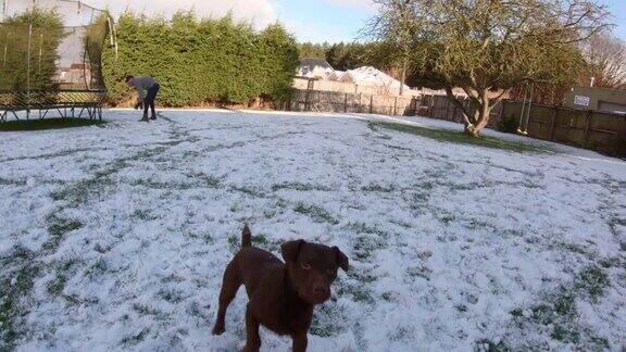 第一次在雪中玩耍的狗