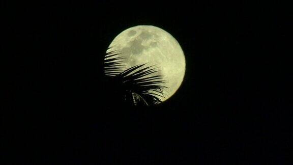 棕榈树后的满月