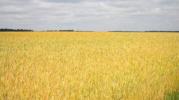 在一个阳光明媚的日子里麦田里长满了成熟的小麦