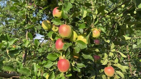 果园里的苹果树真漂亮