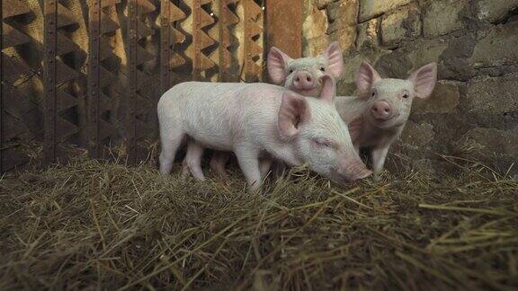 猪圈里四只害羞的小猪小猪农业