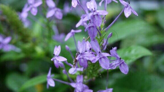 一束紫色的花在树上蓝色鼠尾草紫罗兰ixora