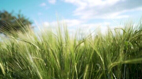 在阳光明媚的天气里绿色未成熟的小麦在风中摇曳