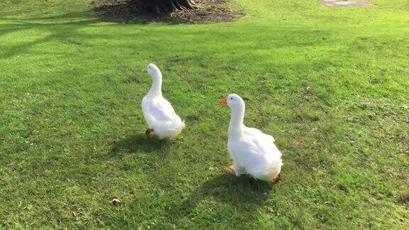 两只白鹅在绿草地上行走