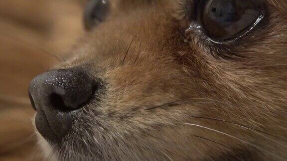 靠近小红狗的脸博美pom鼻子眼睛和胡子