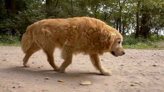 金毛猎犬在土路上奔跑