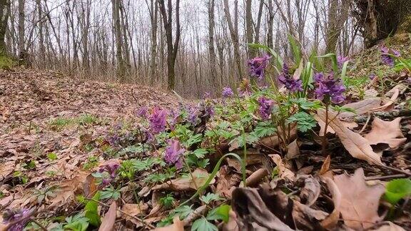 森林里的紫堇春天的森林里鲜花盛开