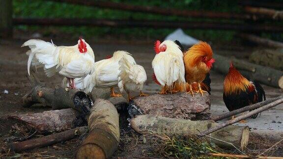 农场里的一群鸡