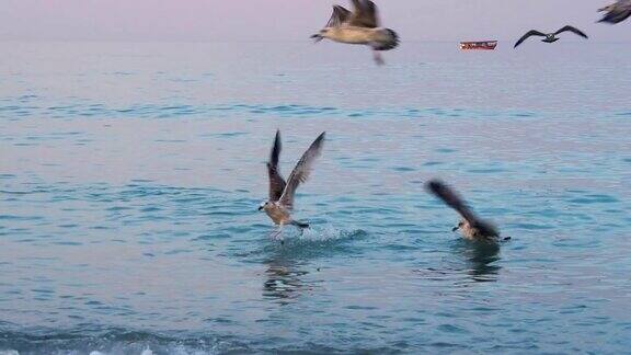 海鸥在海里觅食