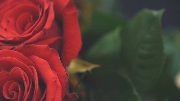 两朵美丽的红玫瑰模糊的绿叶